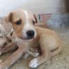 RANIA (union animal)