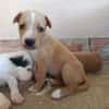 RANIA (union animal)