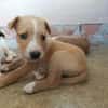 RANIA (union animal)