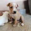 RANIA (union animal)