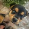 Iros, mâle croisé berger, né le 15/04/2025  🐶