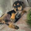 Iros, mâle croisé berger, né le 15/04/2025  🐶