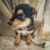 Iros, mâle croisé berger, né le 15/04/2025  🐶