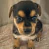 Iros, mâle croisé berger, né le 15/04/2025  🐶
