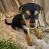 Iros, mâle croisé berger, né le 15/04/2025  🐶