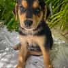 Iros, mâle croisé berger, né le 15/04/2025  🐶