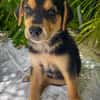 Iros, mâle croisé berger, né le 15/04/2025  🐶