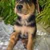 Iros, mâle croisé berger, né le 15/04/2025  🐶