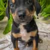 Dwalin, mâle croisé berger, né le 15/04/2025  🐶
