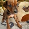Dori, femelle croisée berger, née le 15/04/2025  🐶