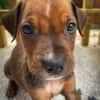 Dori, femelle croisée berger, née le 15/04/2025  🐶