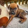 Balin, mâle croisé berger, né le 15/04/2025  🐶