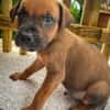Balin, mâle croisé berger, né le 15/04/2025  🐶