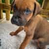 Balin, mâle croisé berger, né le 15/04/2025  🐶