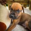 Balin, mâle croisé berger, né le 15/04/2025  🐶