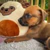 Balin, mâle croisé berger, né le 15/04/2025  🐶