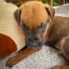 Balin, mâle croisé berger, né le 15/04/2025  🐶