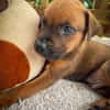 Balin, mâle croisé berger, né le 15/04/2025  🐶