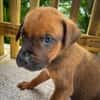 Balin, mâle croisé berger, né le 15/04/2025  🐶
