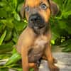Balin, mâle croisé berger, né le 15/04/2025  🐶