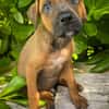 Balin, mâle croisé berger, né le 15/04/2025  🐶