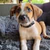 Amore, mâle croisé berger, né le 03/05/2025 🐶