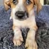 Amore, mâle croisé berger, né le 03/05/2025 🐶