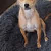 Pixie - Zarte Mama sucht ein Körbchen