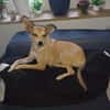 Pixie - Zarte Mama sucht ein Körbchen