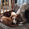 Lua sucht ihre Familie