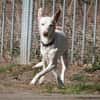 Kross1 sucht ein Zuhause