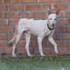Kross1 sucht ein Zuhause