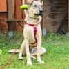 Fredo, jung und verspielt