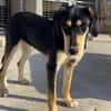 Liebe Soula sucht liebevolles Zuhause