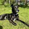 Bruno - Liebevoller Schmuser mit Herz