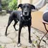 Bruno - Liebevoller Schmuser mit Herz