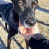 Bruno - Liebevoller Schmuser mit Herz