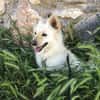 Schmusebacke sucht liebevolles Zuhause