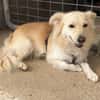 Schmusebacke sucht liebevolles Zuhause
