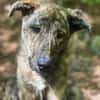 Lieber Sharo sucht ruhiges Zuhause