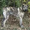 Lieber Sharo sucht ruhiges Zuhause