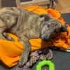 Lieber Sharo sucht ruhiges Zuhause