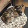 Lieber Sharo sucht ruhiges Zuhause