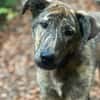 Lieber Sharo sucht ruhiges Zuhause