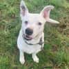 Herzenshund mit Handicap sucht Sie!