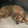 Bolt sucht liebe Hunde-Eltern ✨