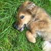 Bolt sucht liebe Hunde-Eltern ✨