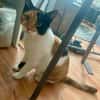 Liebe Lina sucht ein Zuhause