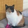 Liebe Lina sucht ein Zuhause
