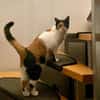 Liebe Lina sucht ein Zuhause